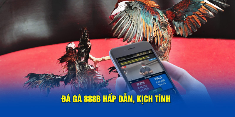 Đá gà 888B hấp dẫn, kịch tính